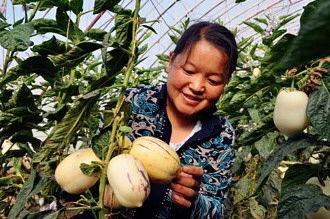 瓜州县宵夜吃啥,探寻当地特色宵夜风味