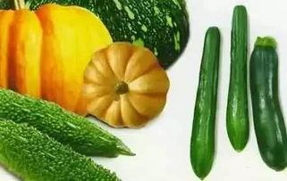 小蕃瓜怎么吃,探索美味新境界