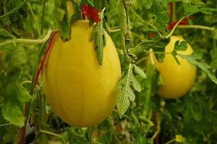 黄吃瓜群,揭秘网络社交背后的八卦风云