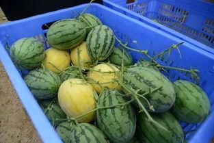 黄吃瓜群,揭秘网络社交背后的八卦风云