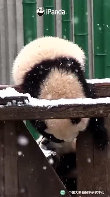 吃瓜小熊荷兰,一场趣味横生的荷兰之旅