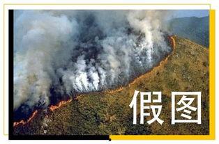 吃瓜真相森林大火,揭秘森林大火背后的真相与反思