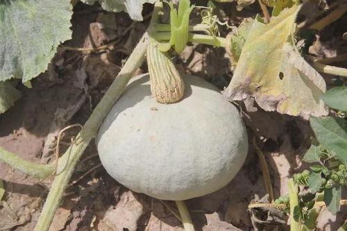 吃瓜词的来源,从“吃瓜”一词起源看网络流行语的演变与传播