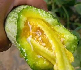 仁怀吃网红瓜,揭秘当地美食背后的故事