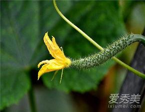 瓜花花怎么吃,探索美味吃法