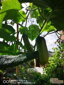 瓜花花怎么吃,探索美味吃法