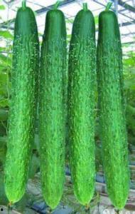 优秀种草姬吃瓜