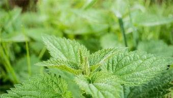 优秀种草姬吃瓜