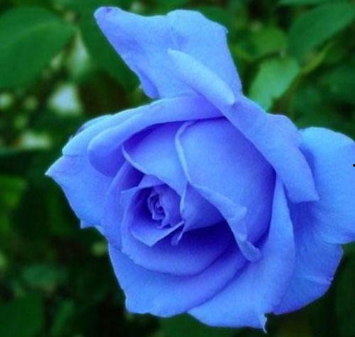 蓝玫瑰吃瓜,揭秘神秘瓜果背后的故事