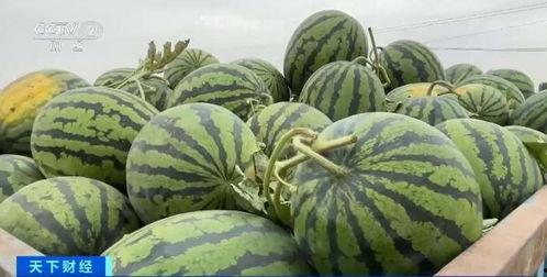 台湾基隆吃瓜,台湾基隆吃瓜之旅