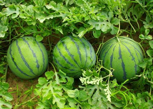 夏吃西瓜冬吃籽瓜,夏享西瓜，冬品籽瓜