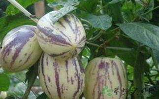 怀孕吃茄瓜好吗