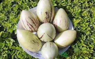 怀孕吃茄瓜好吗