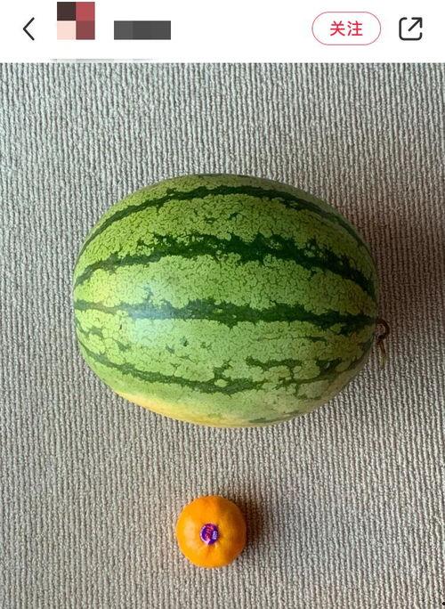 外国学校吃瓜,外国学校吃瓜记