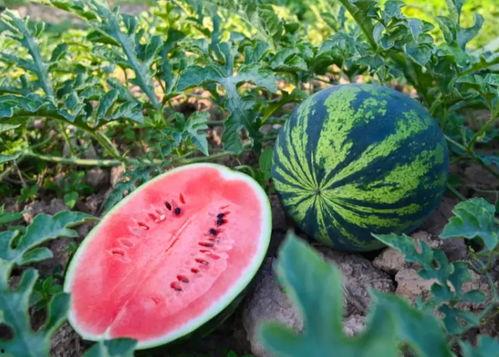 烁北吃瓜,揭秘娱乐圈背后的那些事儿