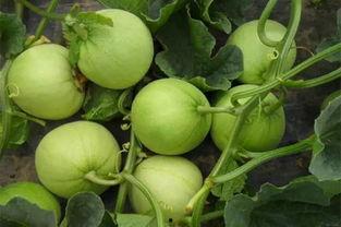 吃瓜的瓜什么意思