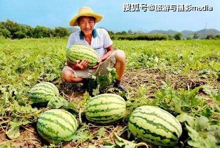 安新双隆吃瓜,揭秘背后真相与网络舆论风暴