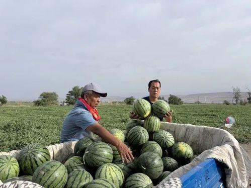 亢村镇吃瓜,瓜香四溢，品味乡村田园生活