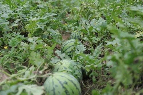 吃瓜大赛溧阳,瓜香四溢，欢乐满城