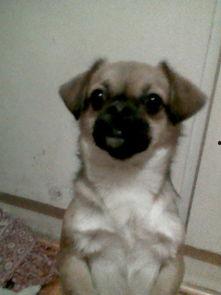 小狗吃瓜吐了,揭秘瓜果对狗狗的影响