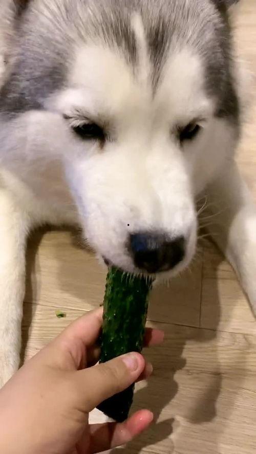小狗吃瓜吐了,揭秘瓜果对狗狗的影响