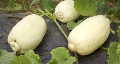 小赖瓜是什么瓜怎么吃,小赖瓜的独特风味与多样食用方法揭秘