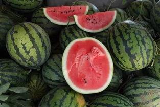 吃瓜田的瓜,揭秘“吃瓜田的瓜”背后的故事