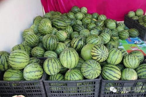 吃瓜田的瓜,揭秘“吃瓜田的瓜”背后的故事