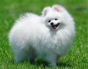 博美犬可以吃蜜瓜,蜜瓜的甜蜜诱惑