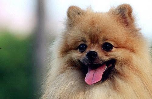 博美犬可以吃蜜瓜,蜜瓜的甜蜜诱惑