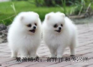 博美犬可以吃蜜瓜,蜜瓜的甜蜜诱惑