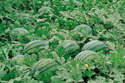 范县常见吃瓜地点,探寻当地热门吃瓜胜地