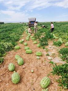 范县常见吃瓜地点,探寻当地热门吃瓜胜地