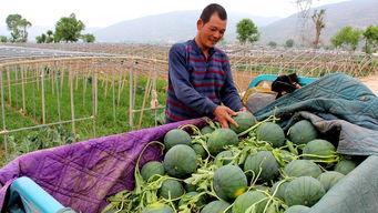 范县常见吃瓜地点,探寻当地热门吃瓜胜地