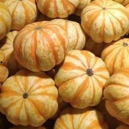 金贝贝蓝瓜怎么吃,金贝贝蓝瓜的多样食用方法探索