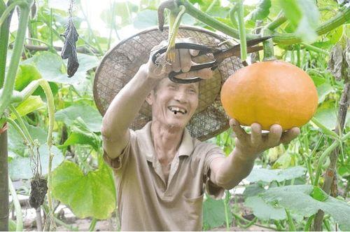 金贝贝蓝瓜怎么吃,金贝贝蓝瓜的多样食用方法探索