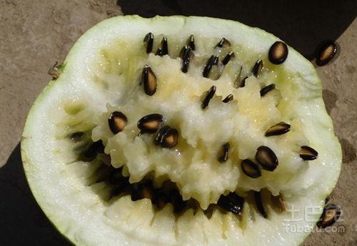 孕晚期吃籽瓜,营养美味两不误