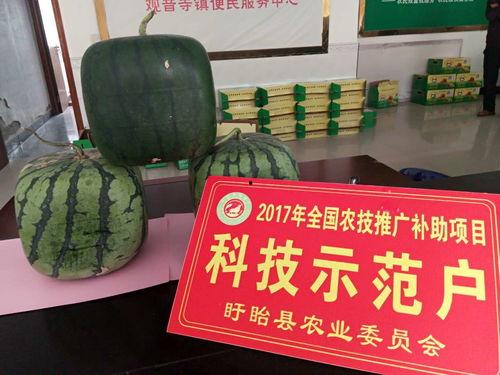 吃瓜官方免费入口