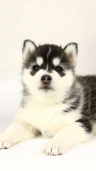 二哈挑战吃瓜视频,萌态百出引网友爆笑