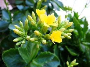 迎春吃瓜,一场别开生面的吃瓜盛宴