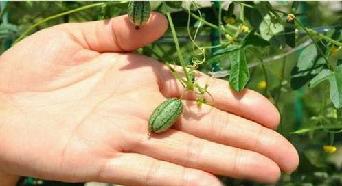 男人梦见摘绿色的瓜吃,男子摘绿瓜解密