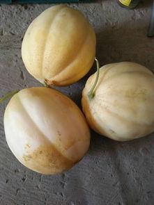 哈密瓜长瓜儿童可以吃吗,哈密瓜长瓜儿童适宜食用指南