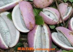 胃溃疡可以吃八月瓜不,胃溃疡患者的健康选择