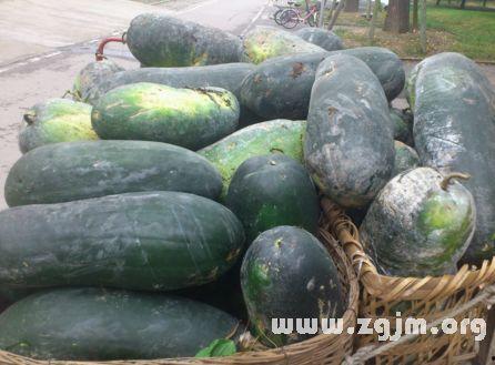 梦见吃大轻瓜,揭秘吃大轻瓜的神秘寓意