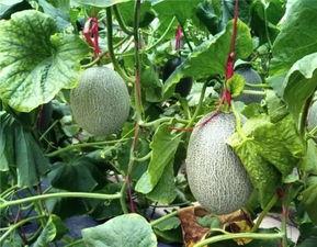 缅甸佤邦吃瓜,瓜果飘香,品味独特民族风情 第3张 缅甸佤邦吃瓜,瓜果飘香,品味独特民族风情 第3张