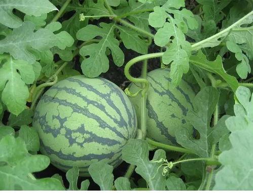 吃瓜宋晚琴,揭秘娱乐圈背后的故事 第3张 吃瓜宋晚琴,揭秘娱乐圈背后的故事 第3张