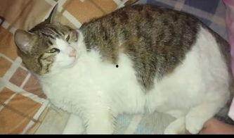 二猫吃瓜,揭秘娱乐圈幕后风云  第1张