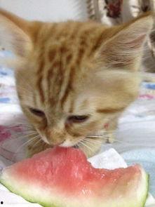 二猫吃瓜,揭秘娱乐圈幕后风云  第2张