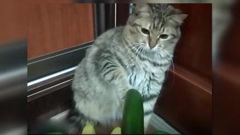 二猫吃瓜,揭秘娱乐圈幕后风云  第3张