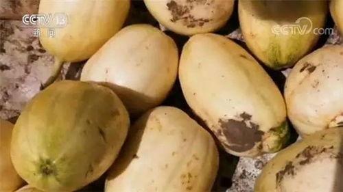 好用的吃瓜音乐  第2张